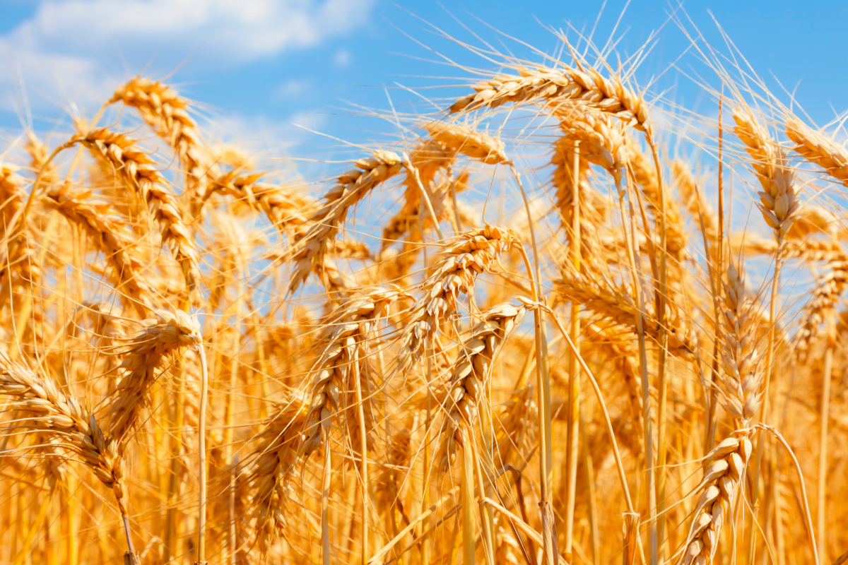 segar i batre segar i batre